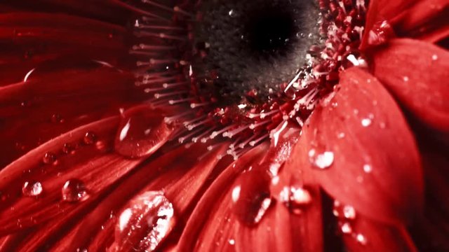 Gerbera Flower macro shot of a clear water drops falling on a flower petals