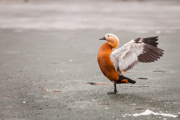 The red-headed duck spread its wings walking on the frozen ice. Melting ice, spring is coming. Wild bird Ruddy Shell Duck -Tadorna ferruginea- in a city park.