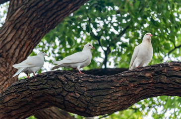 White dove in Xihu Scenic area, Hangzhou city