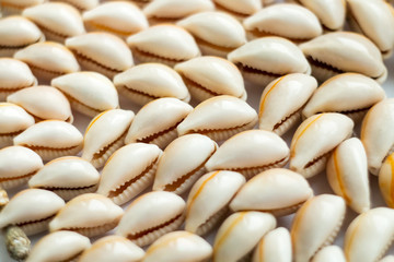 Beautiful summer cowrie shells on white background