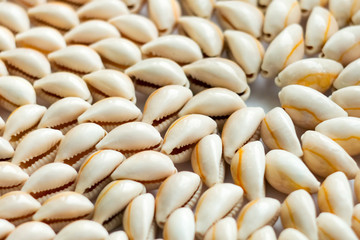 Beautiful summer cowrie shells on white background