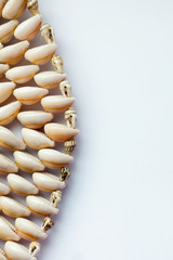 Beautiful summer cowrie shells on white background