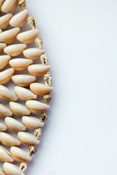 Beautiful Summer Cowrie Shells On White Background