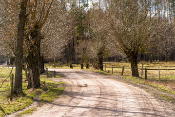 Wiosna na Podlasiu. Pola łąki i wierzby. Wiosenny dzień w dolinie Narwi.