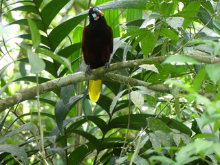 oiseau Montezuma