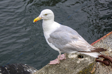 Goéland argenté - larus aregentatus - en bordure de quai