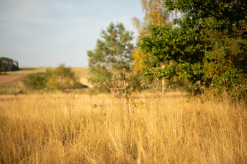 Landscape at the Murner lake, Wackersdorf, Bavaria