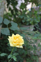 yellow rose in the garden