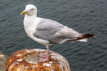 Goéland argenté - larus aregentatus - en bordure de quai
