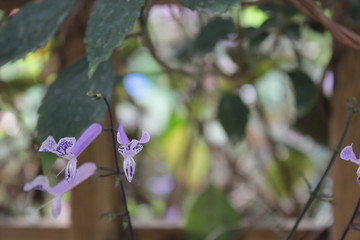 flowers in the garden