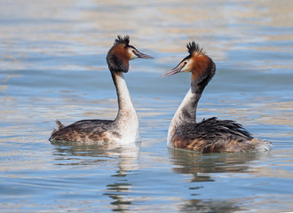 Great crested grebe (Podiceps cristatus), courtship, mating
