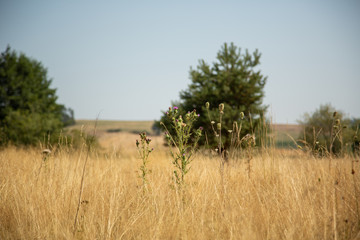 Landscape at the Murner lake, Wackersdorf, Bavaria