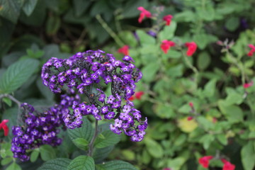 purple flowers in the garden