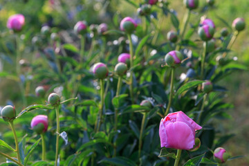 Pink peonies in the garden. Blooming pink peony. Closeup of beautiful pink Peonie flower.