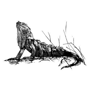 recommend clip art: Lizard Iguana reptile line art hand drawn vector sketch ink illustration on white background. 