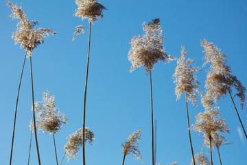 Trockenes Schilf, (Phragmites), Nordrhein-Westfalen, Deutschland, Europa