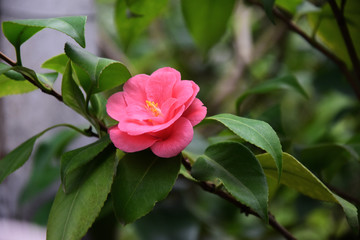Spring Camellia Japanese