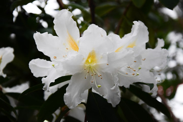 White spring rhododendron 
