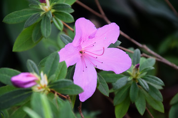 Pink spring rhododendron 3