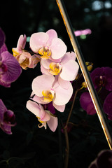 Pale pink Orchid