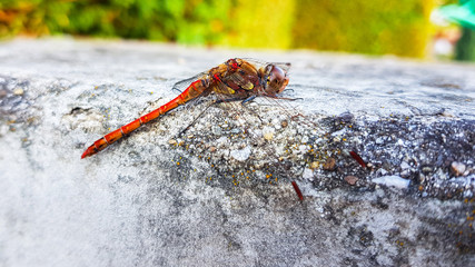 Red dragonfly resting on the concrete porch with green background close up