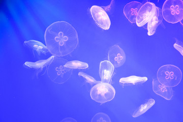Naklejka premium Glowing jellyfish in the water