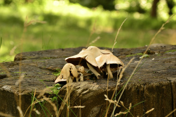 Mushrooms on an old stump