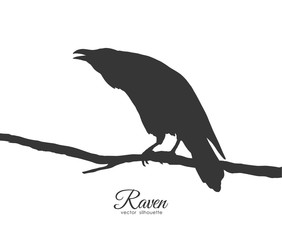 Silhouette of Raven sitting on branch on white background.