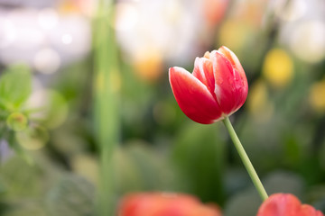 Red and withe tulip plant