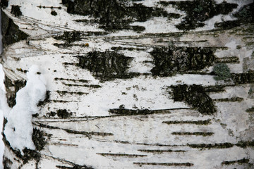Winter wood texture 5
