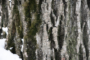 Winter wood texture 3