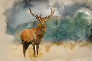 Peel and stick wall murals Deer Watercolor painting of Portrait of majestic red deer stag in Autumn Fall