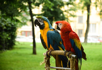 A pair of macaws