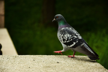 Business pigeon walks