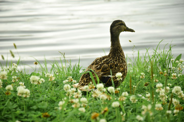 Duck in the Park