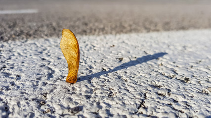 Small seed falling from the tree directly on to the urban asphalt road