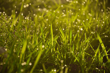 Morning dew on the grass 3
