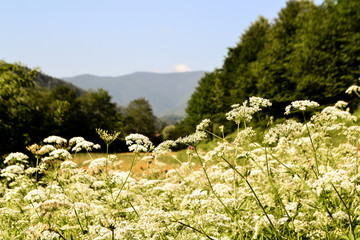 Mountain landscape. White flower.