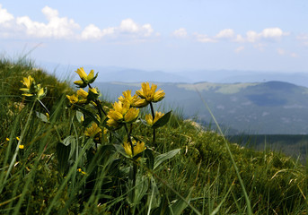Flowers on the rise in the mountains