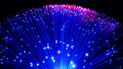 Blue and pink colored optical fiber cables with shining tips on a black background