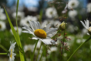 Sunny daisies in the country