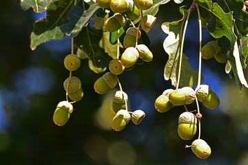 Solar acorns on the oak tree