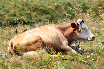Resting cow in the field