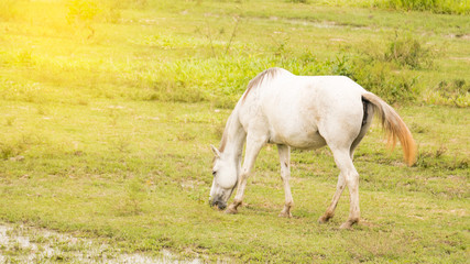 Obraz na płótnie Canvas The white horse is grazing on the orange light area.