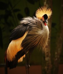 crowned crane
