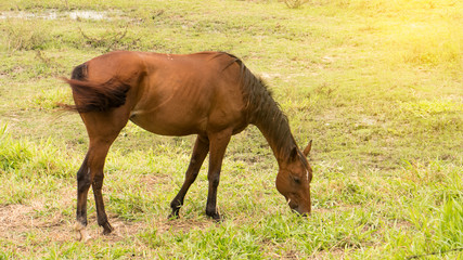 Naklejka na ściany i meble Red horses eat grass on the ground naturally.