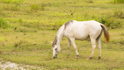 Obraz na płótnie Canvas White horses are grazing on the ground.
