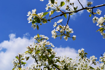blossoming apple tree in spring