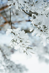 Shots of the Scandinavian Winter
