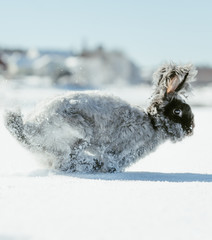 Angora bunny playing in snow